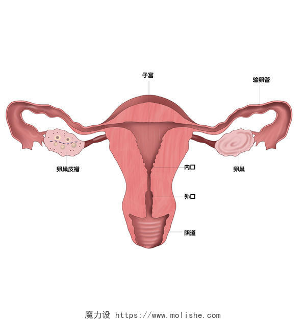 卡通手绘女性卵巢健康素材关爱女性世界卵巢日